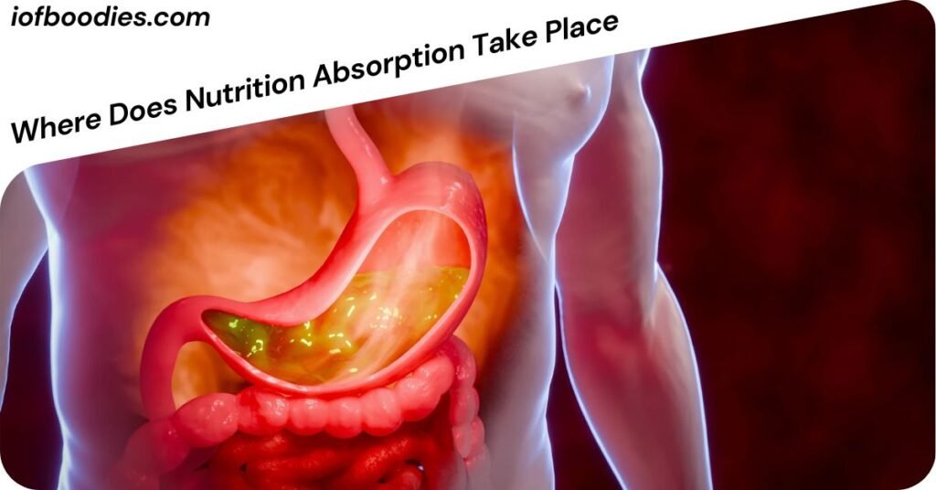 Where Does Nutrition Absorption Take Place