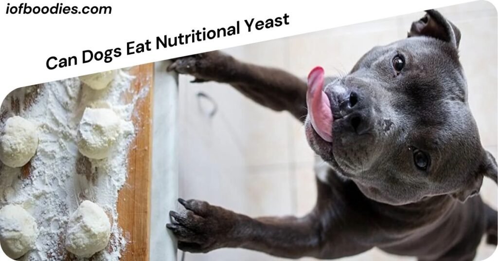 Can Dogs Eat Nutritional Yeast